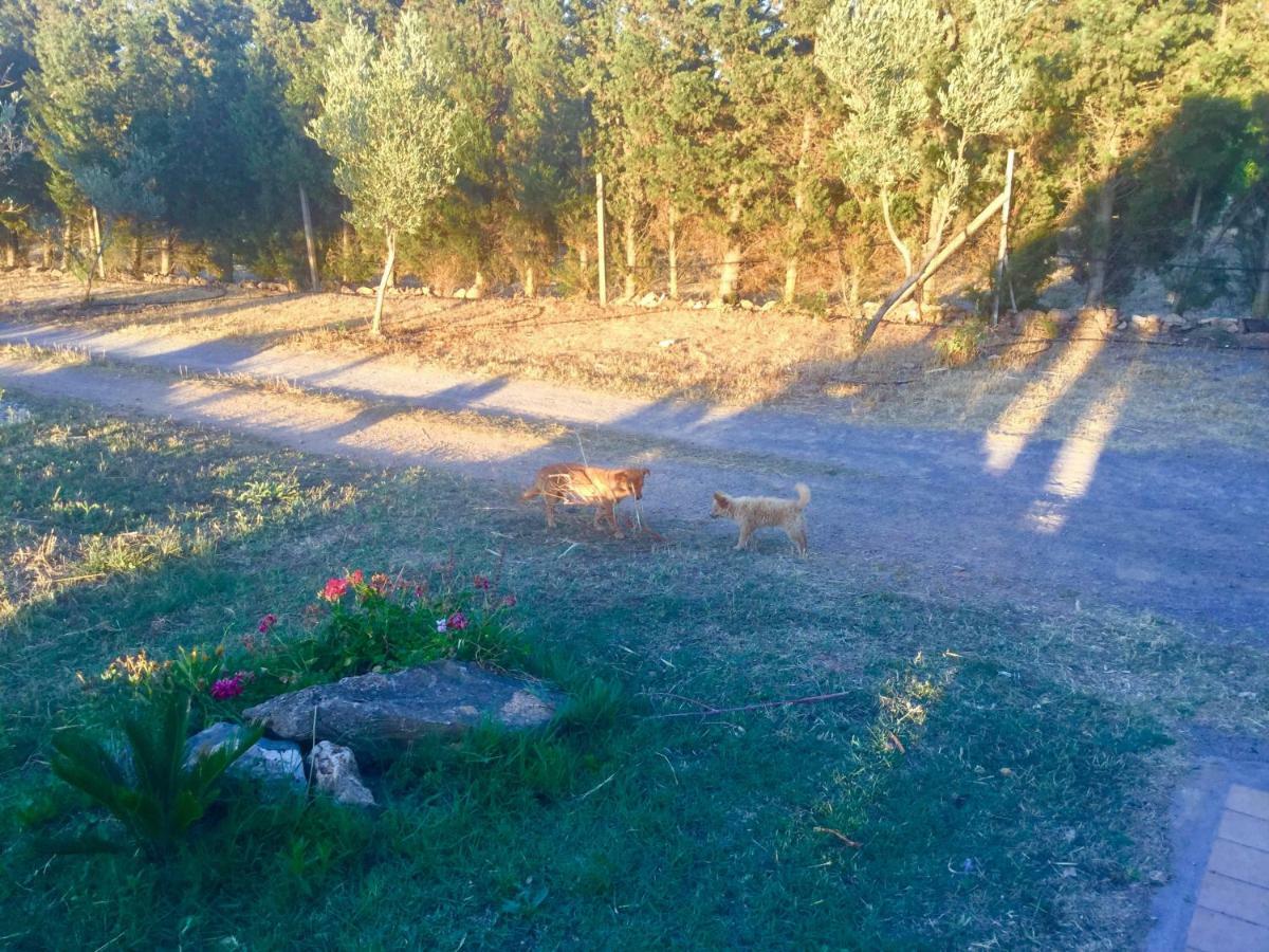 Agriturismo Sogno Latino Iglesias Ngoại thất bức ảnh